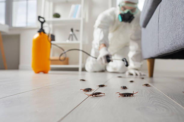 Post-Treatment Bed Bug Interceptor Monitoring in Holyoke